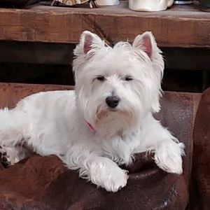 Meet your Posher, Gay